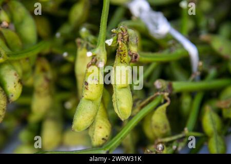 Edamame ist der japanische Name für unreife Sojabohnenschoten. Dies ist in Ostasien zu finden, wie Japan, Taiwan, Korea oder China. Stockfoto