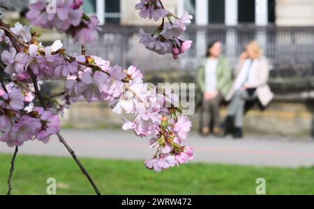 Hannover, Deutschland. März 2024. Zwei Frauen sitzen neben blühenden Kirschbäumen in der Mittagssonne. Quelle: Julian Stratenschulte/dpa/Alamy Live News Stockfoto