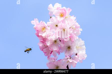 Hannover, Deutschland. März 2024. Eine Biene fliegt neben einem blühenden Kirschbaum. Quelle: Julian Stratenschulte/dpa/Alamy Live News Stockfoto