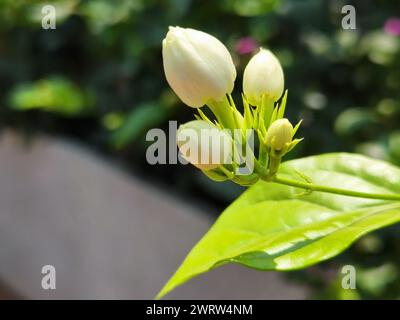 Weiße Blumen blühen auf einem Baumzweig in einem ruhigen Garten Stockfoto