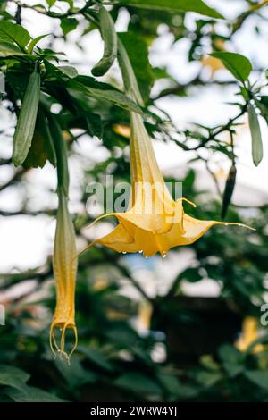 Schöne gelbe Datura Blume (Brugmansia aurea), die goldene Engeltrompete in einem Garten. Nahaufnahme. Stockfoto