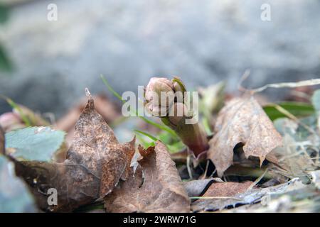 Knospen von weihnachtsrosen im Frühjahr 2024 (Helleborus niger) Stockfoto