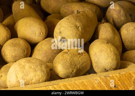 14. März 2023: In Kisten gelagerte vorgekeimte Frühkartoffeln Pflanzkartoffeln bei einem Landwirt im Rhein-Pfalz-Kreis. Die Kartoffeln werden demnächst auf den Feldern gepflanzt *** 14. März 2023 Vorgekeimte Frühkartoffeln lagern in Kisten Pflanzkartoffeln bei einem Landwirt im Rhein-Pfalz-Landkreis die Kartoffeln werden demnächst auf den Feldern gepflanzt Copyright: xx Stockfoto