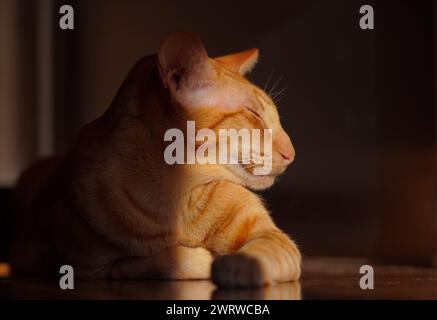Die rote orientalische Katze schläft Stockfoto