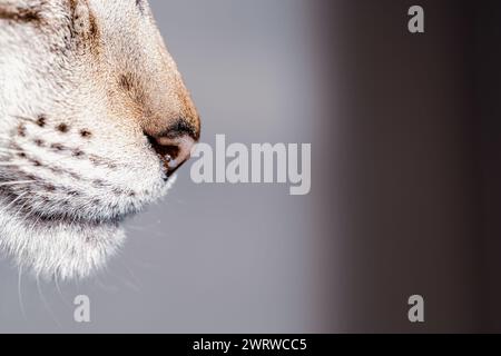 Nahaufnahme eines Kopfes einer weißen orientalischen Katze Stockfoto