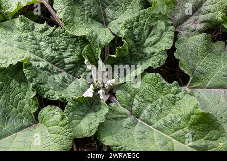 Arctium lappa - Junge Klette verlässt im Frühsommer. Stockfoto