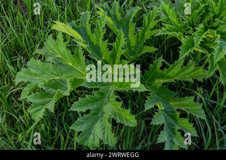 Heracleum sosnovskyi große Giftpflanze blüht. Heilpflanze Hogweed Heracleum sphondylium. Stockfoto