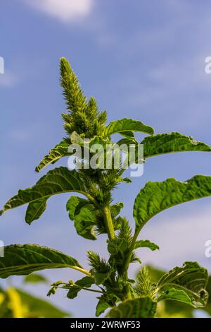 Grüner Amaranth Amaranthus hybridus in Blüte. Pflanze der Familie Amaranthaceae, die als invasives Unkraut wächst. Stockfoto