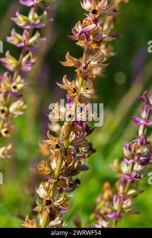 Dunkelviolett-blaue Blüten, Salvia nemorosa Ostfriesland. Große violette Blüte. Salvia, Nepeta. Balkan Clary - Salvia sylvestris. Stockfoto