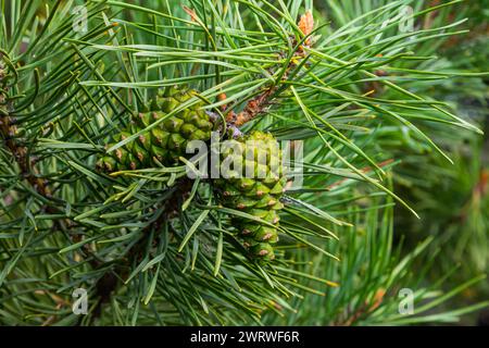 Nahaufnahme an Kiefernzweig mit männlichem und weiblichem Kegel. Stockfoto