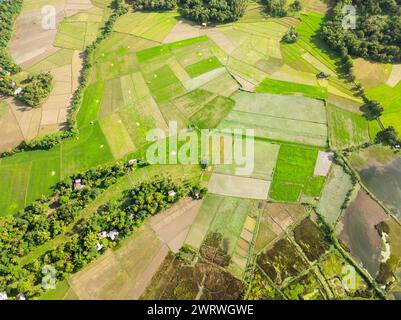 Blick von oben auf Reisfelder und grüne Bäume. Insel Tablas. Romblon, Philippinen. Stockfoto