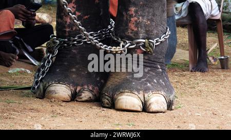 Nahaufnahme geketteter Füße des Elefanten. Stockfoto