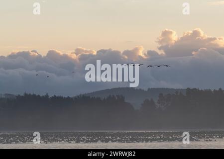 Wasservögel, vor allem rosafarbene Gänse (Anser Brayrhynchus), bei ihrem Übernachtungshahn am Loch of Skene, mit einer kleinen Gänsenherde im Flug Stockfoto