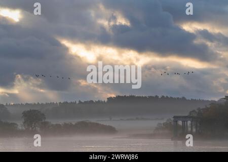 Das Loch of Skene bei Tagesanbruch an einem nebligen Herbstmorgen, mit Blick auf den Tempel (Torheit) mit kleinen Schwärme von rosafarbenen Gänsen im Flug Stockfoto