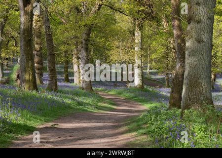 Ein Fußweg gesäumt von Bluebells (Hyacinthoides Non-Scripta), der sich durch das antike Waldgebiet in Kinclaven Bluebell Woods in Perthshire, Schottland, schlängelt Stockfoto