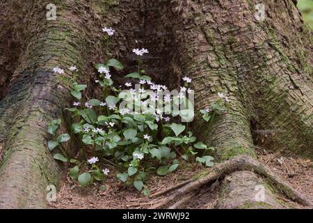 Pink Purslane (Claytonia Sibirica), eine essbare Wildblume, die im Shelter of the Roots am Base of a Tree wächst Stockfoto