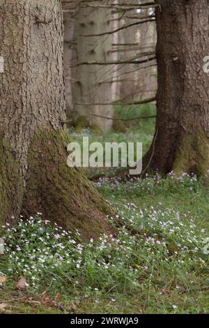 Die essbare Wildflower Pink Purslane (Claytonia Sibirica) blüht im Frühjahr in einem Nadelwald Stockfoto