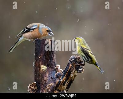 Kaffin- und Siselzändel im Spätwinter in Mittelwales Stockfoto