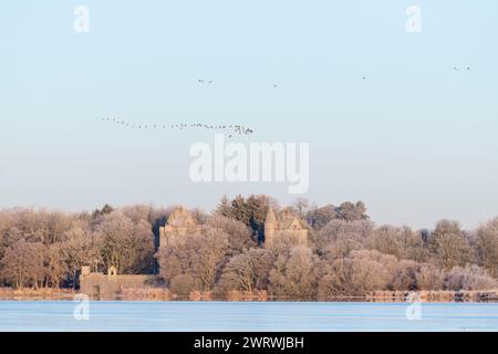 Rosafarbene Gänse (Anser Brachyrhynchus) oder Graugänse (Anser Anser Anser) fliegen an einem frostigen Morgen über das Dunecht Estate Gatehouse am Loch of Skene Stockfoto