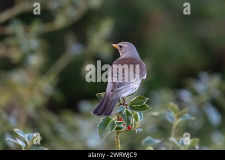 Eine Felddrossel (Turdus pilaris), die von hinten auf einem Stechpalme (Ilex aquifolium) steht Stockfoto