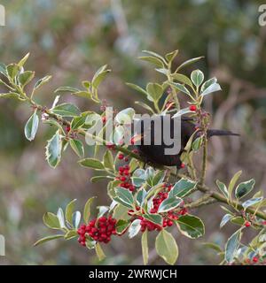 Ein männlicher Amsel (Turdus Merula), der auf einem Zweig in einem Stechpalme (Ilex aquifolium) sitzt und im Winter Beeren isst Stockfoto
