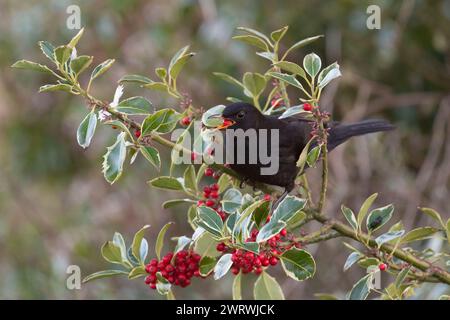 Ein männlicher Schwarzvogel (Turdus Merula), der im Winter Stechpalmenbeeren (Ilex aquifolium) fresst Stockfoto