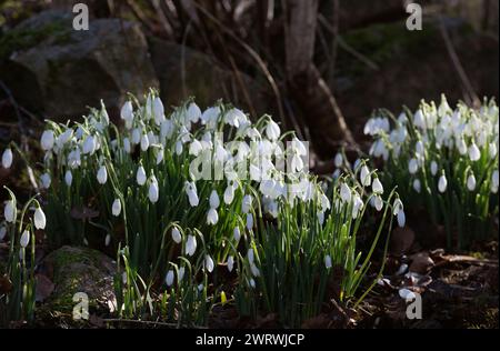 Schneeglöckchen (Galanthus Nivalis), die im Wald am Fuße einer alten Steinmauer wachsen Stockfoto