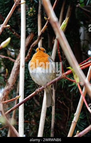 Nahaufnahme eines Rotkehlchens, Erithacus rubecula, auf einem Zweig in einem privaten Garten Stockfoto