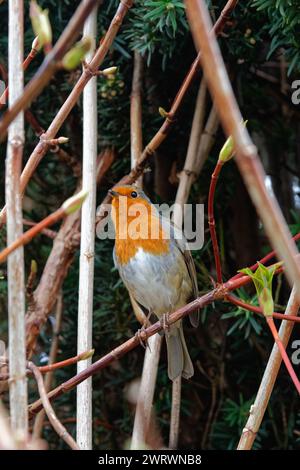 Nahaufnahme eines Rotkehlchens, Erithacus rubecula, auf einem Zweig in einem privaten Garten Stockfoto