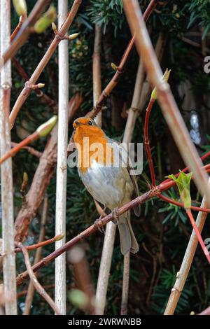 Nahaufnahme eines Rotkehlchens, Erithacus rubecula, auf einem Zweig in einem privaten Garten Stockfoto