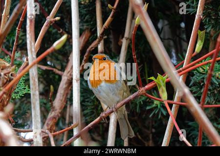 Nahaufnahme eines Rotkehlchens, Erithacus rubecula, auf einem Zweig in einem privaten Garten Stockfoto