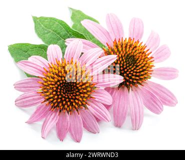 Blühende Blütenköpfen oder Echinacea-Blüten isoliert auf weißem Hintergrund Nahaufnahme. Stockfoto