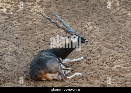 Indische Black Buck Antilope Cervicapra L die Schwarzbuck auch als Indische Antilope bekannt. Sitzender Schwarzbock-Antilopenhirsch. Stockfoto