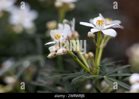 Nahaufnahme der wunderschönen weißen Blumen von Choisya x dewitteana „Londaz“ „White Dazzler“. Auch bekannt als Mexiacn Orange ist es ein kleines aromatisches Ev Stockfoto