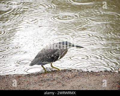 Streifenreiher (Butorides striata) Fischen an Wasserrändern im Regen, Khao Lak, Thailand, auch bekannt als Mangrovenreiher, kleiner grüner Reiher oder grüner Rücken Stockfoto