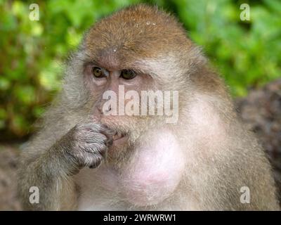 Langschwanzmakaken oder Krabben fressende Makaken (Macaca fascicularis), Fütterung, gefüllter Kehlgutbeutel mit Futter, Phang-nga, Nr Khao Lak, Thailand Stockfoto