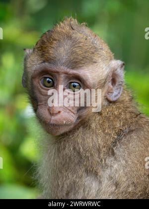 Langschwanzmakaken oder Krabben fressende Makaken (Macaca fascicularis), Jungbaby, Phang-nga, Nr Khao Lak, Thailand Stockfoto