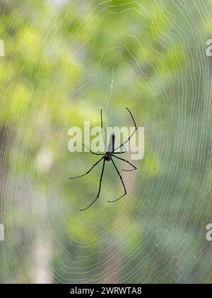 Riesige goldene Kugel Weberspinne im Web (Mephila Lilipes) Khao Sok Nature Reserve, Thailand Stockfoto