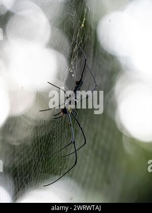 Riesige goldene Kugel Weberspinne im Web (Mephila Lilipes) Khao Sok Nature Reserve, Thailand Stockfoto