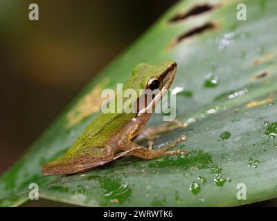 Kupferwangenfrosch (Chalcorana eschatia) auf Blatt, Khao Sok Nature Reserve, Thailand Stockfoto