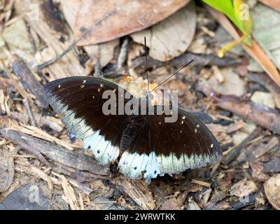 Gemeinsamer Erzherzog Schmetterling (Lexias parpalis) Wingos offen, Khao Sok Nature Reserve, Thailand Stockfoto