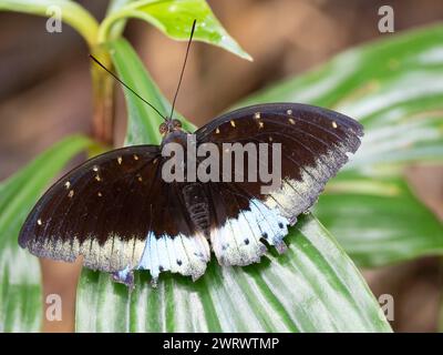 Gemeinsamer Erzherzog Schmetterling (Lexias parpalis) Wingos offen, Khao Sok Nature Reserve, Thailand Stockfoto