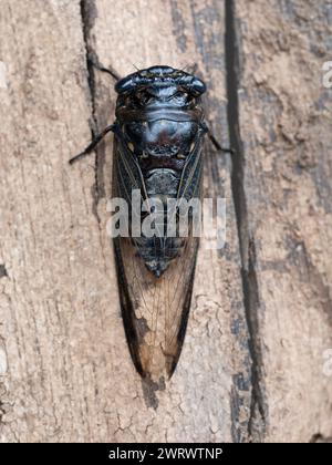 Cicada (Cicadidae sp) auf Baumstamm, Khao Sok Nature Reserve, Thailand Stockfoto