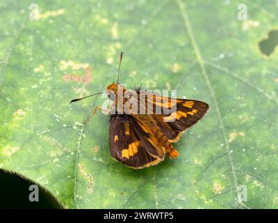 Schmal gebündelter Samt Bob oder veränderbarer Samt Bob Schmetterling (Koruthaialos rubecula) Nr Chong Fah Wasserfall, Khao Lak, Thailand Stockfoto
