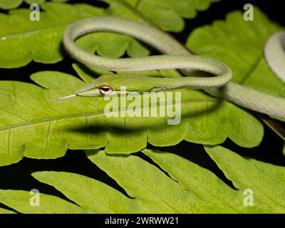 Asiatische Rebe-Schlange (Ahaetulla prasina) auf Blatt gekräuselt, Regenwald bei Nacht, Nr Kathu Wasserfall, Phuket, Thailand Stockfoto