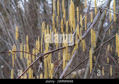 Blütenstände einer Haselnuss (Obstbaum). Corylus avellana. Männliche und weibliche Blüten. Stockfoto