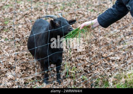 Kleine schwarze Ziege in einem Zaun auf einer Farm. Das Tier nähert sich dem Netz, wo ein Mädchen ihm Gras füttert. Stockfoto