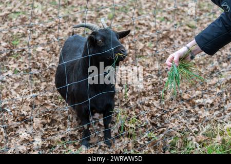 Kleine schwarze Ziege in einem Zaun auf einer Farm. Das Tier nähert sich dem Netz, wo ein Mädchen ihm Gras füttert. Stockfoto