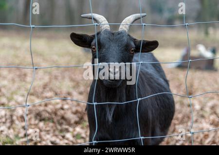 Kleine schwarze Ziege in einem Zaun auf einer Farm. Das Tier nähert sich dem Netz, wo ein Mädchen ihm Gras füttert. Stockfoto