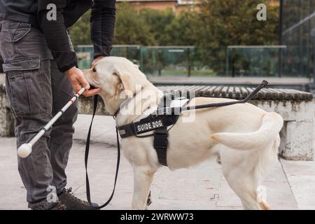 Junger Labrador in einer Ausbildung für Blindenhunde, mit einem Ausbilder, der einen weißen Stock hält. Assistenztierkonzept. Stockfoto